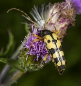 Spotted longhorn beetle